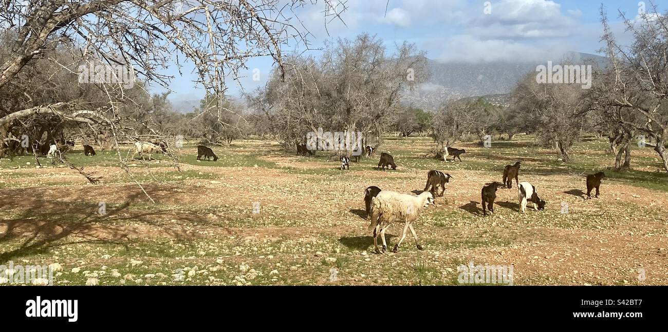 Goats in trees. Morocco. - Smartphone Captured Stock Image