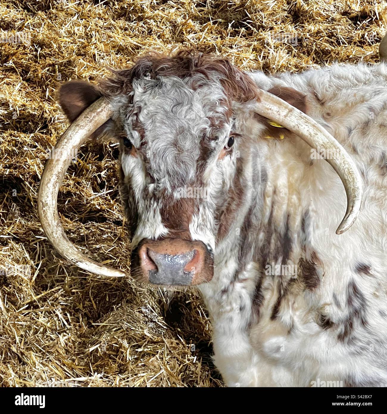 Long horned cattle face Stock Photo Alamy