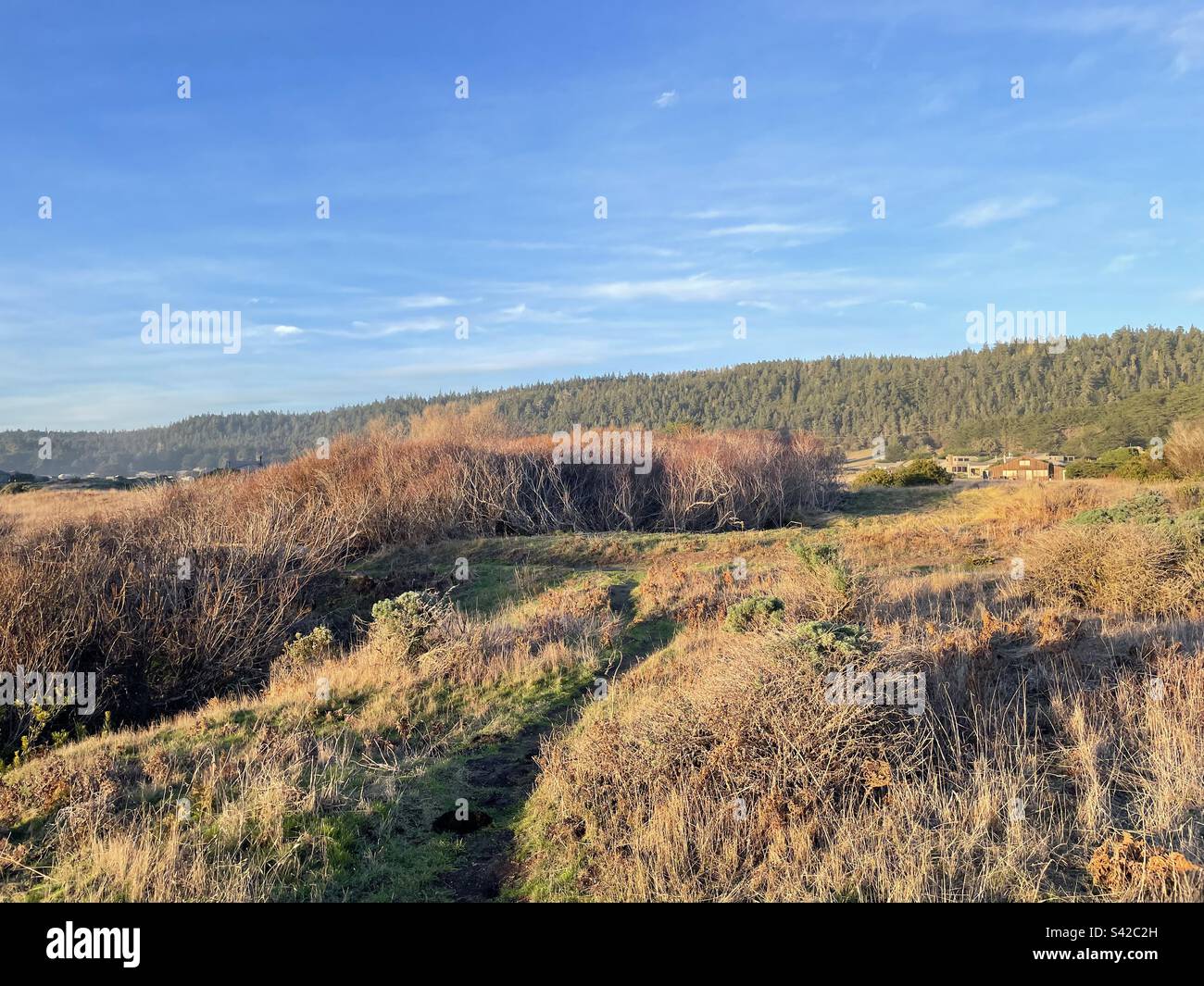 Picture taken looking inwards from a Northern California coastline. Redwoods are visible in the