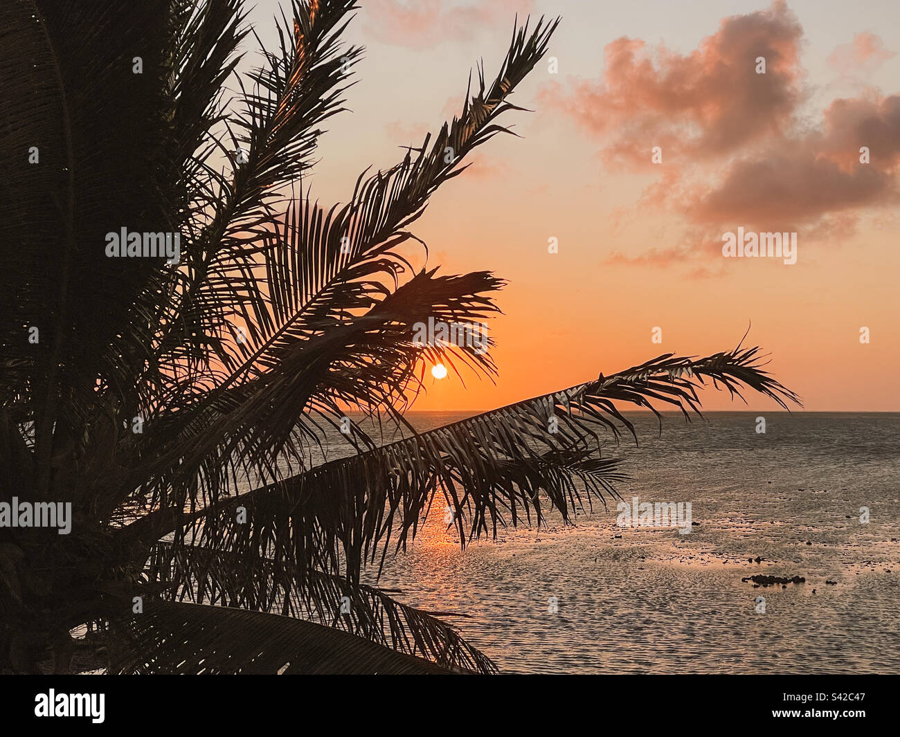 Dawn sunrisethrough palm tree leaves, Mahebourg, Mauritius - Smartphone Captured Stock Image