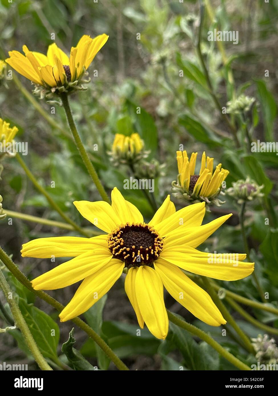A beautiful sunflower blooms in early springtime in a field of wildflowers. Stock Photo