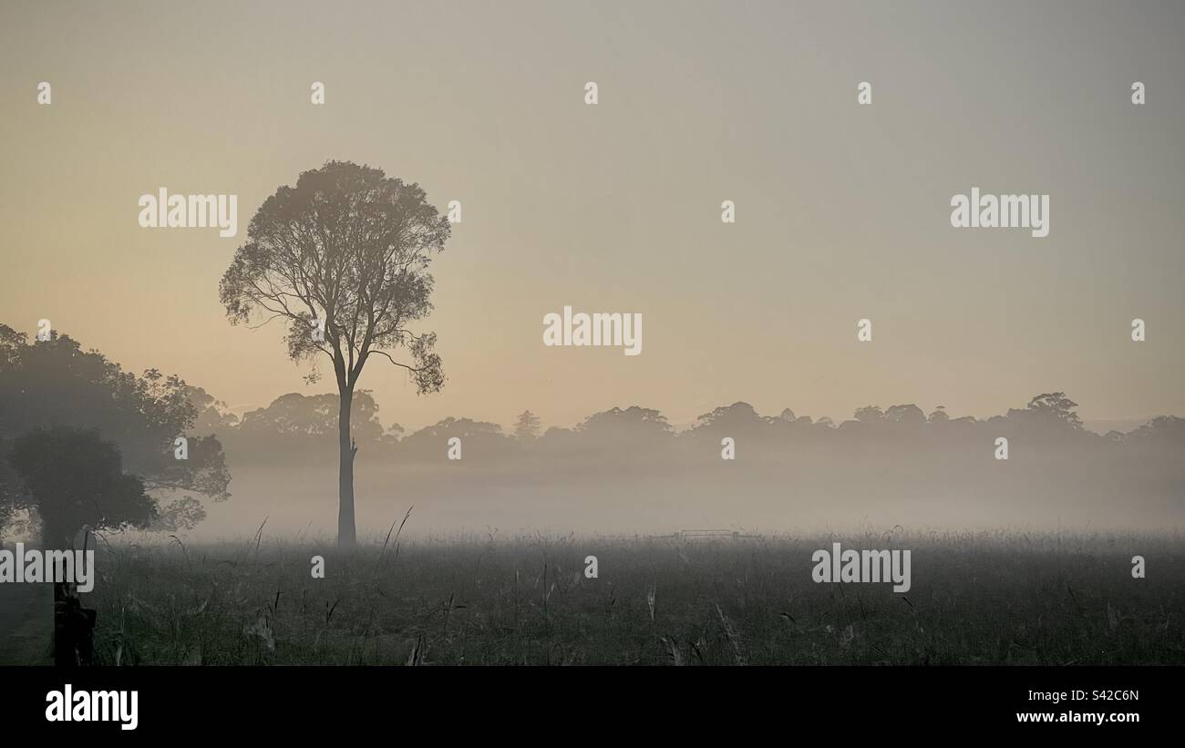 Misty morning sunrise over field hi-res stock photography and images ...