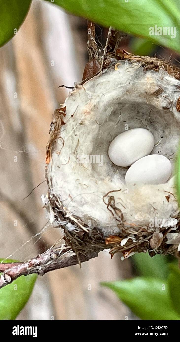 Bee Hummingbird Egg