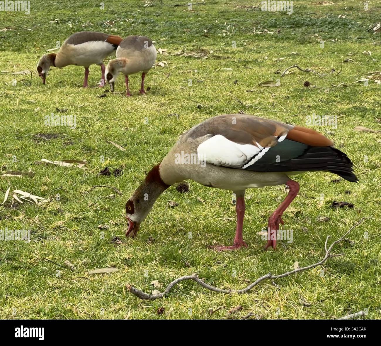 Egyptian geese (Alopochen aegyptiaca) foraging for food at Huntington