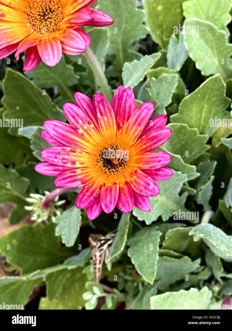 A honey bee (Apis), already loaded with pollen, forages for more at the center of an African daisy (Arctotis) at Huntington Central Park in Huntington Beach, California. Stock Photo