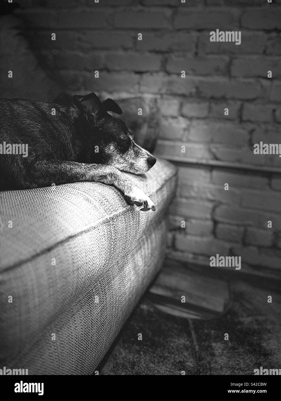 Dog napping Stock Photo