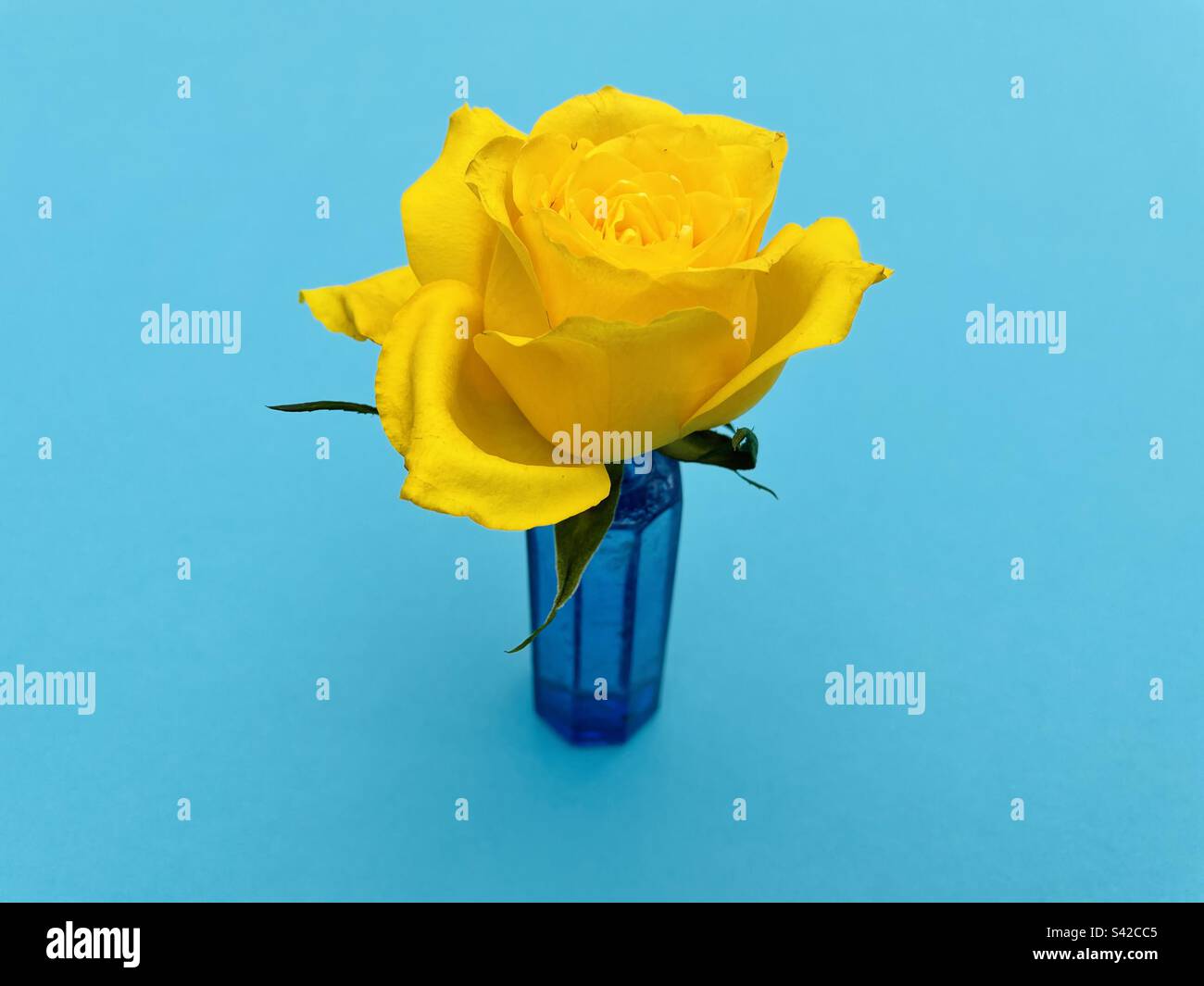 Yellow rose - Smartphone Captured Stock Image