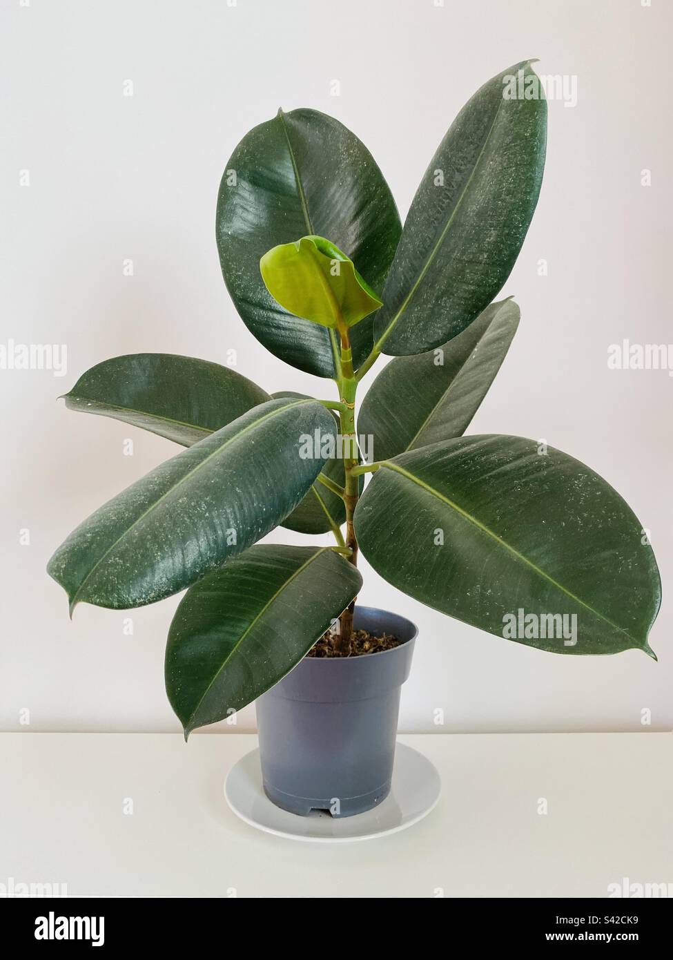 Rubber plant in grey pot against white background - Smartphone Captured Stock Image