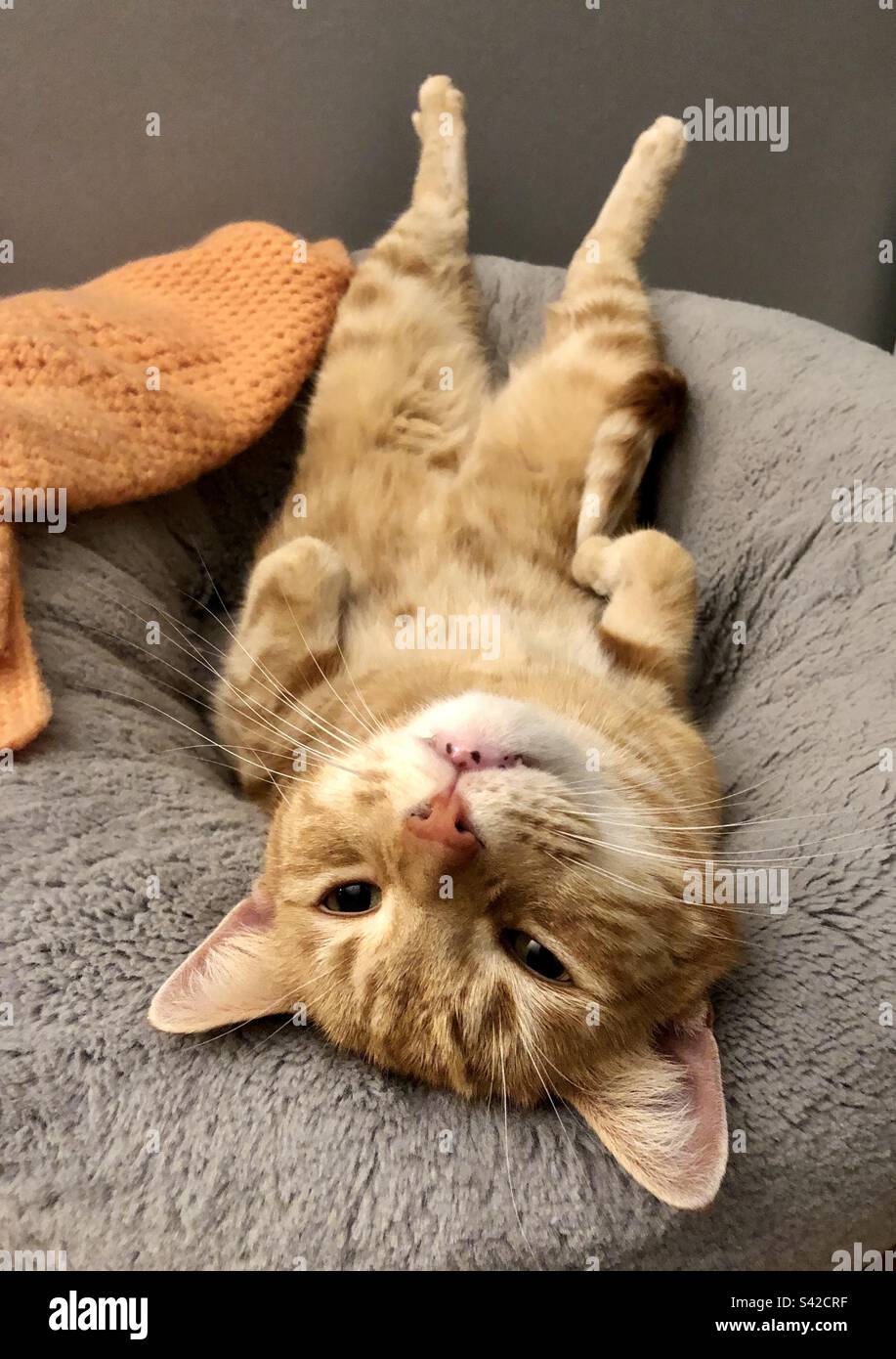 Ginger tabby cat relaxing in his bed - Smartphone Captured Stock Image