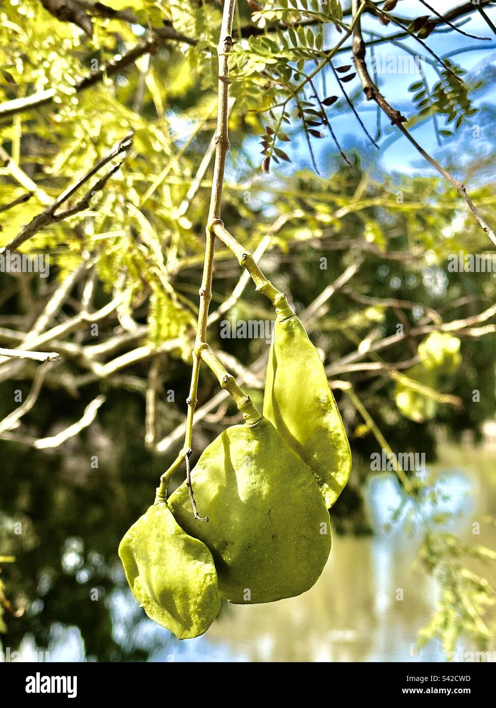 Fruit (seed pods) of the jacaranda tree (Jacaranda mimosifolia) in
