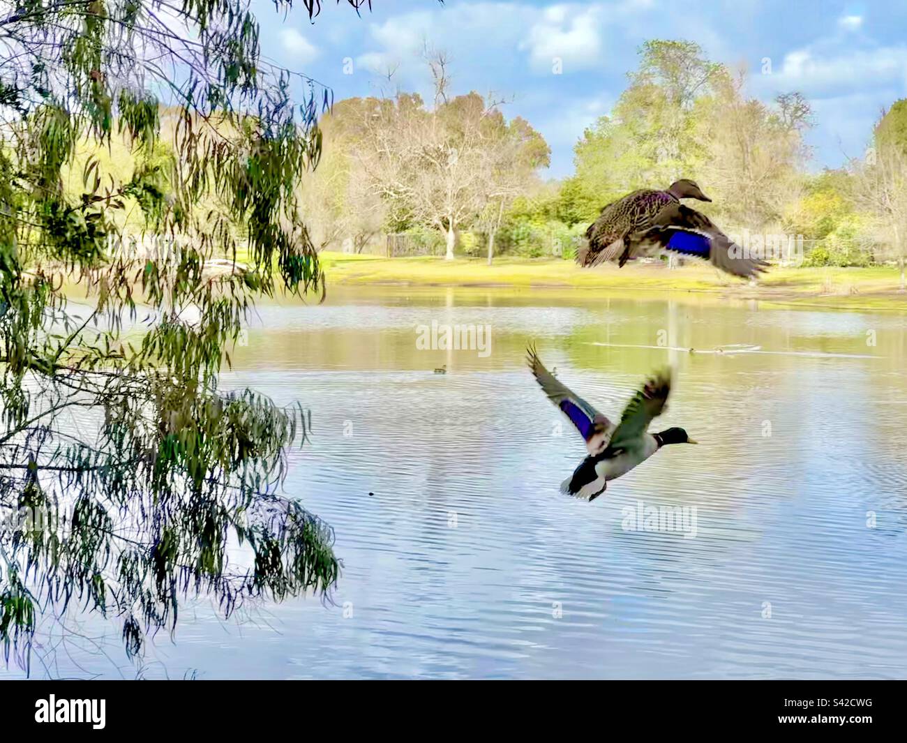 A pair of mallards, a.k.a. wild ducks (Anas platyrhynchos) taking