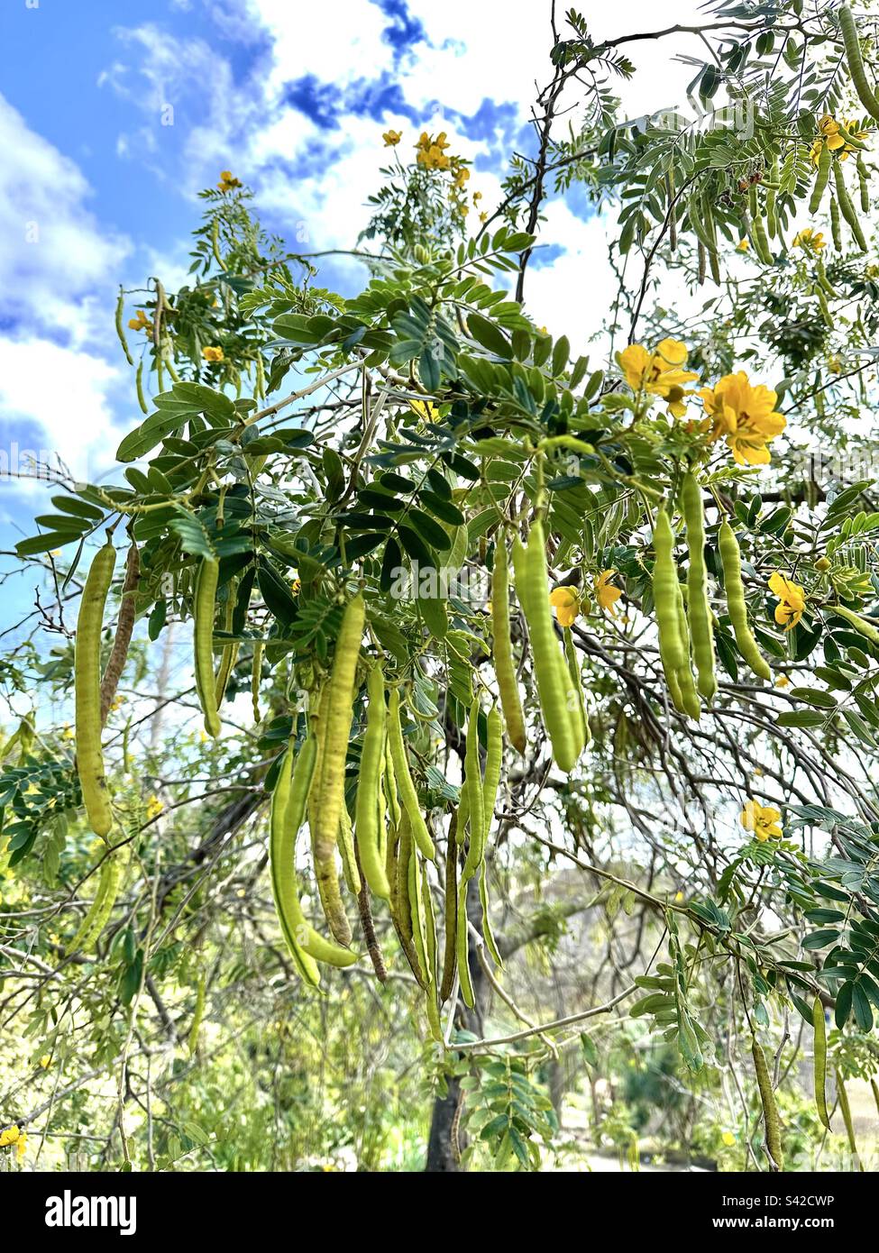 Glandular senna, a.k.a. downy senna and buttercup bush (Senna