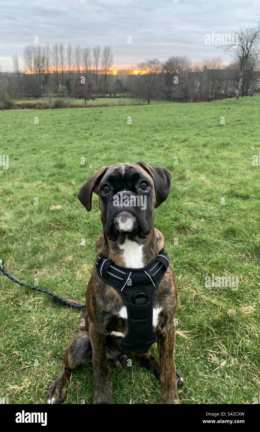Boxerscotland hi-res stock photography and images - Alamy