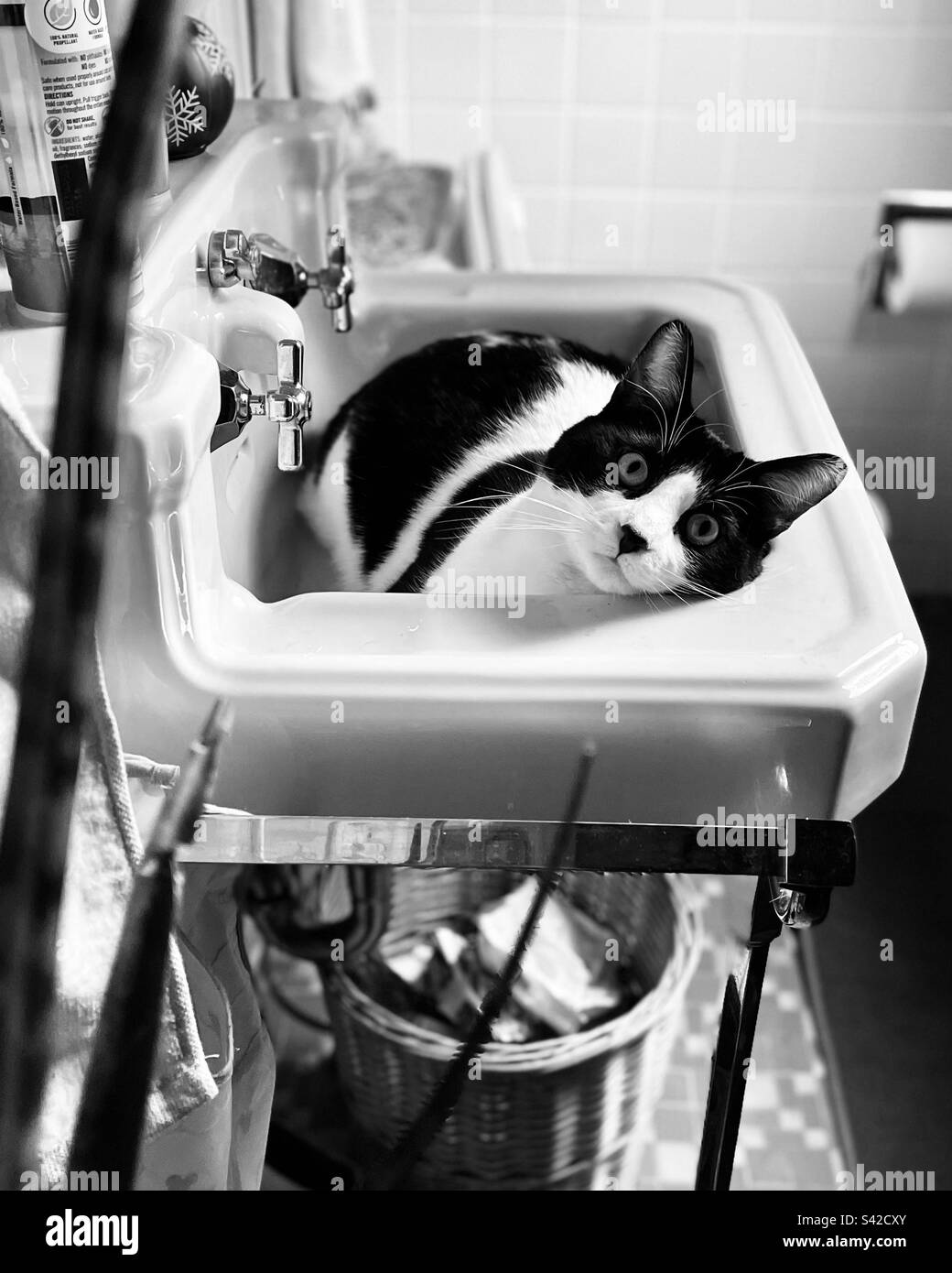 Cat in Bathroom Sink Stock Photo Alamy