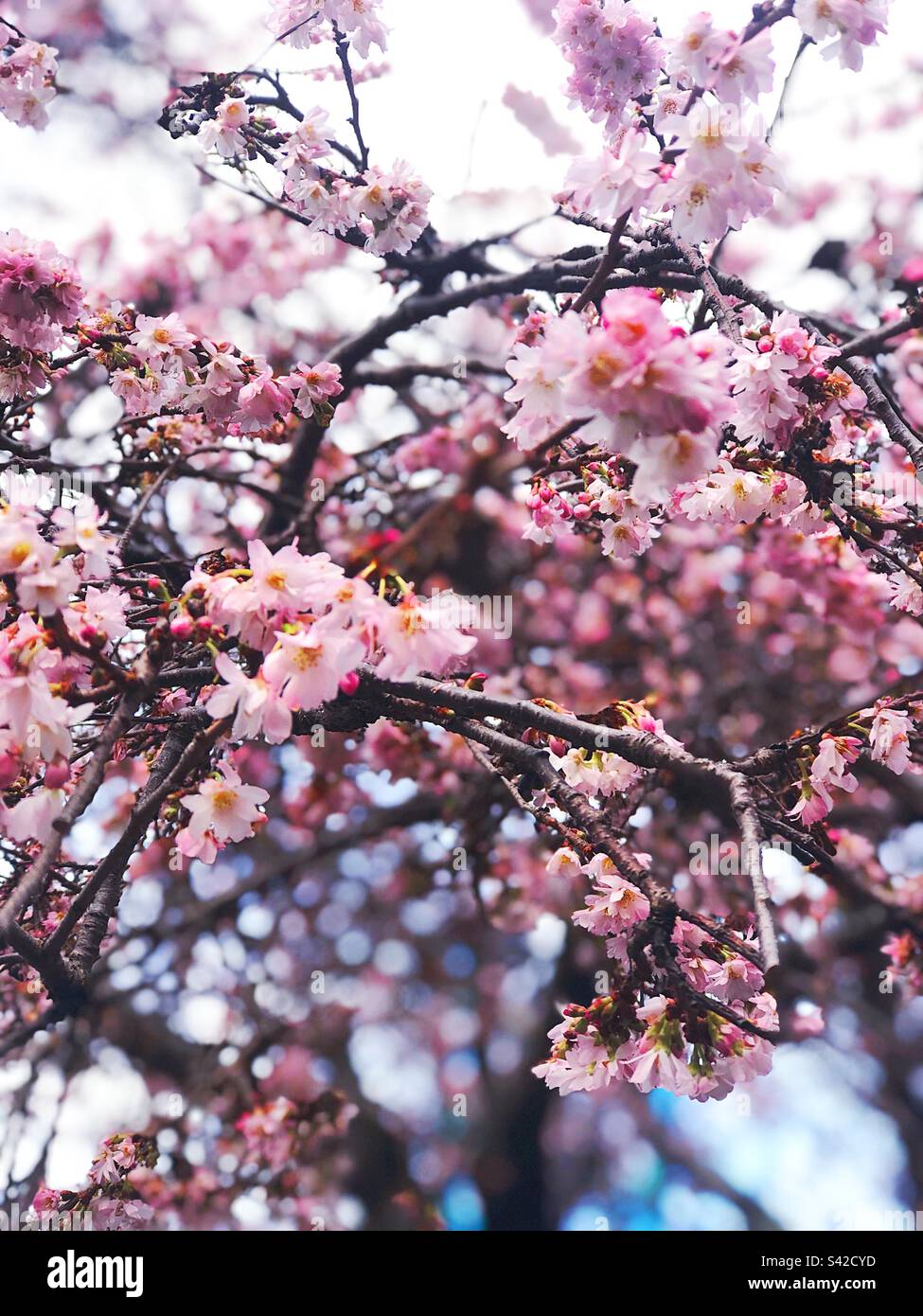 Cherry blossoms Stock Photo