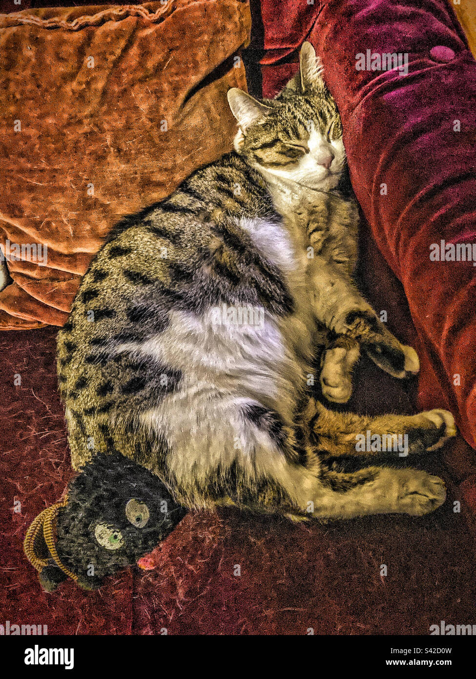 Mulan is very relaxed - Smartphone Captured Stock Image