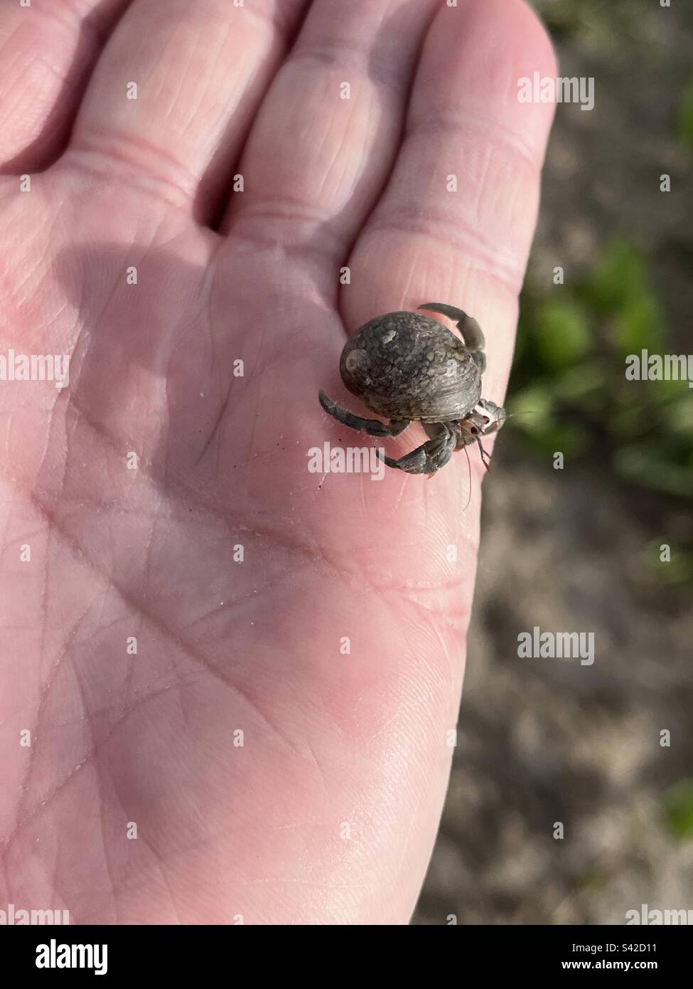 A tiny hairy hermit crab. - Smartphone Captured Stock Image