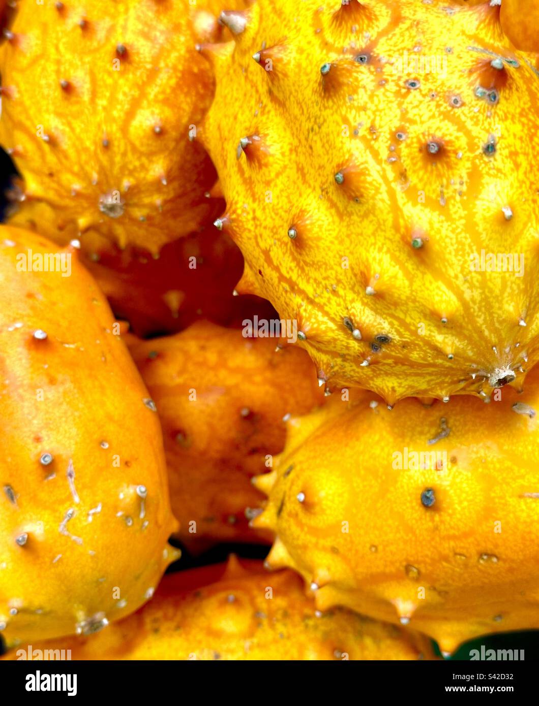 Yellow dragon fruit Stock Photo
