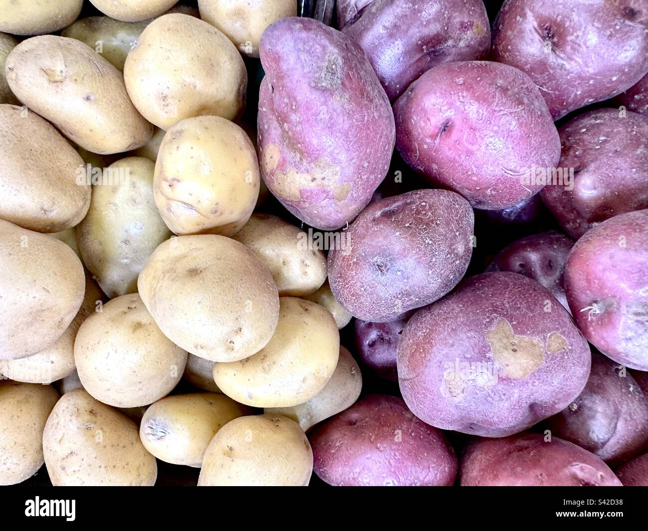 Red and yellow potatoes Stock Photo Alamy