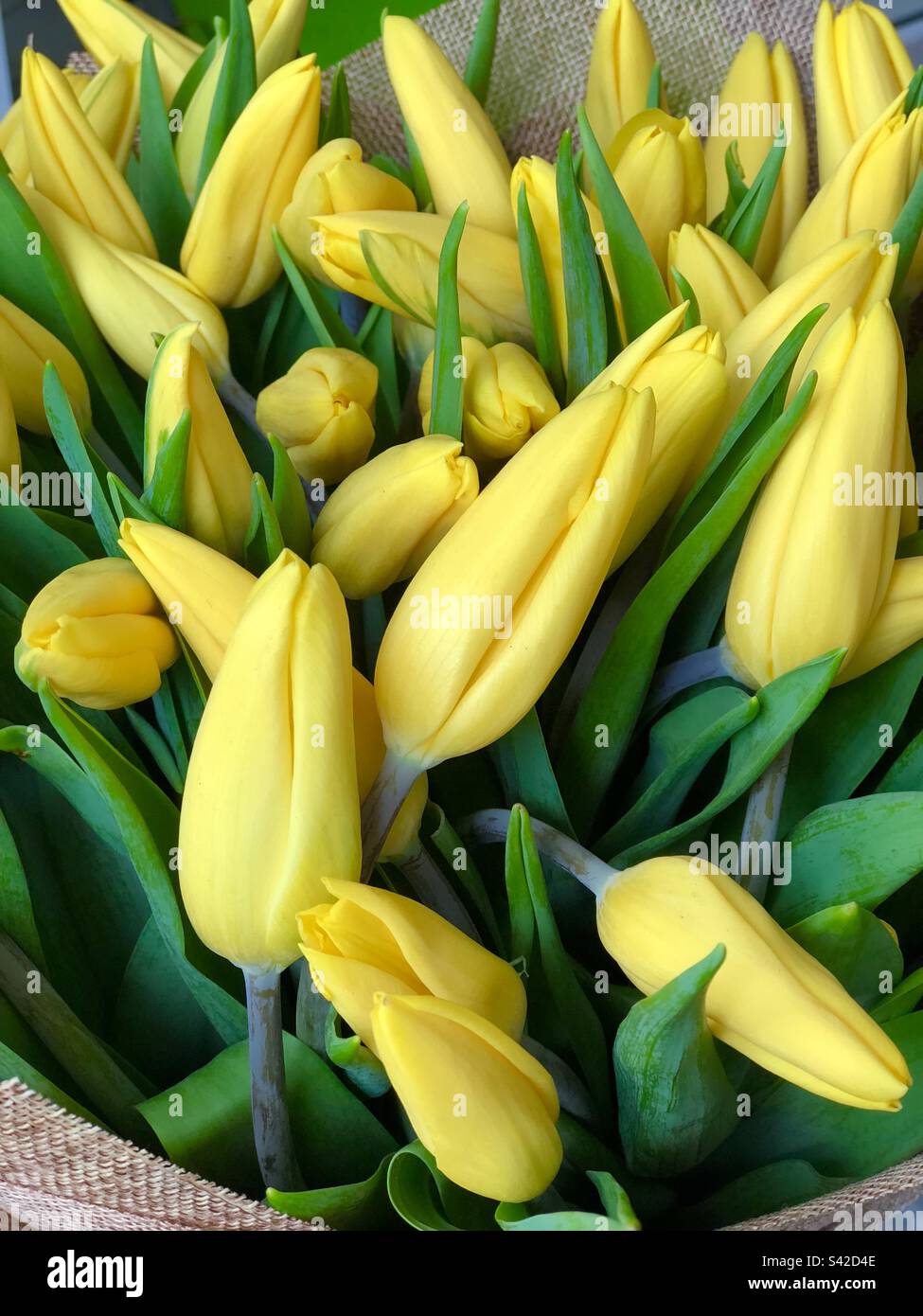 Bouquet of yellow tulips - Smartphone Captured Stock Image