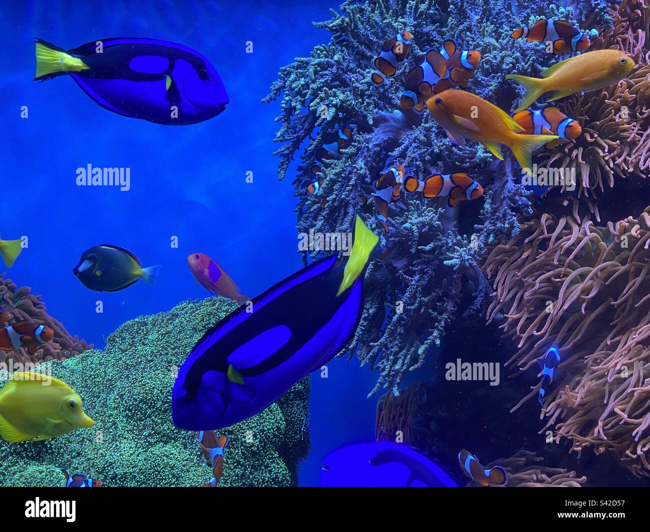 Tropical fish swimming in an aquarium at the Monterey Bay aquarium