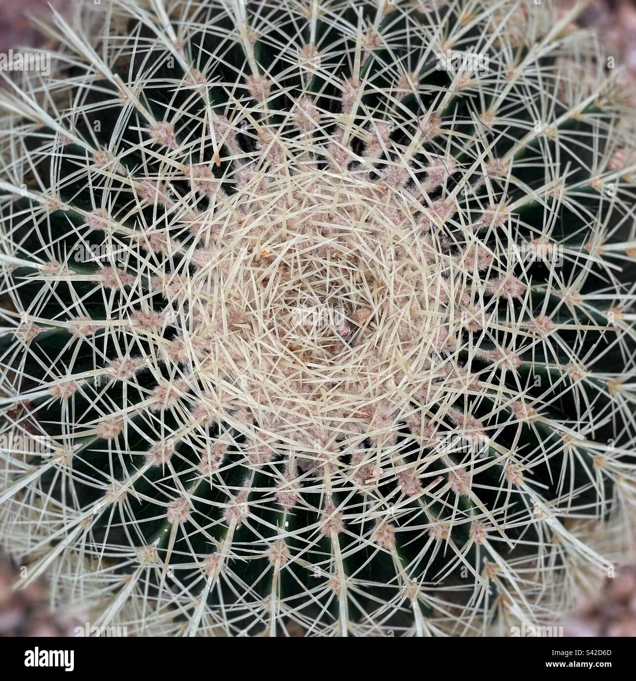 Pattern made by catus plant Stock Photo - Alamy