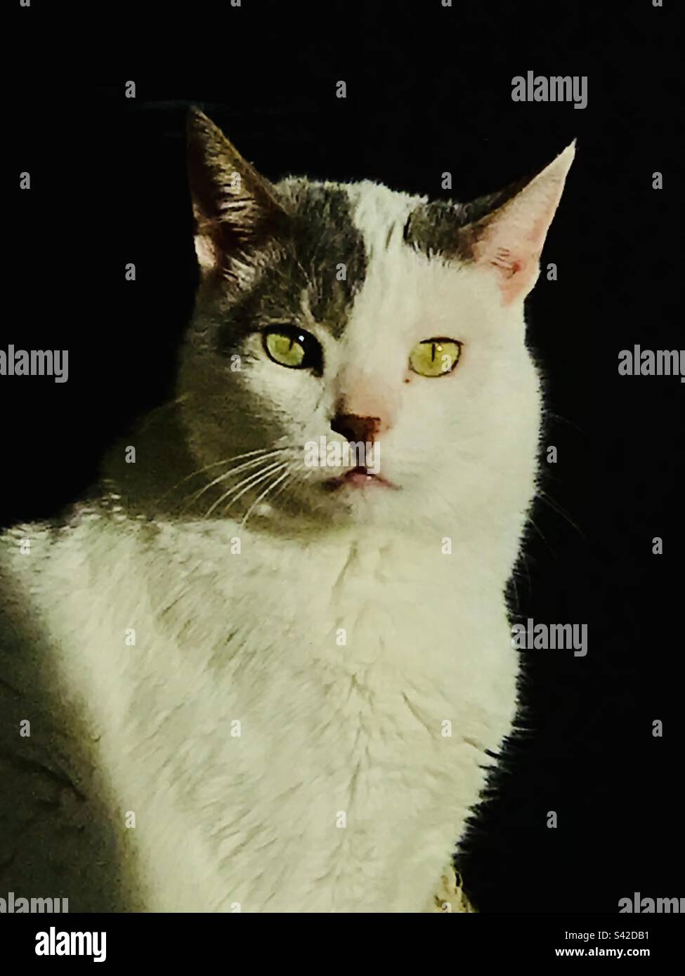 A portrait of a cat - Smartphone Captured Stock Image