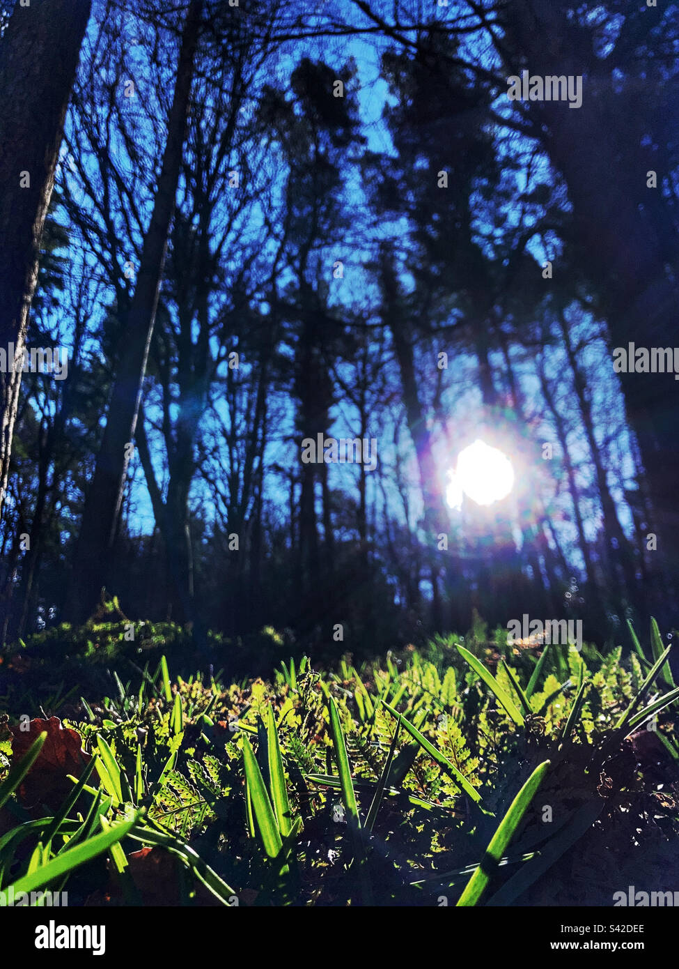 Green shoots of spring on the Chevin West Yorkshire - Smartphone Captured Stock Image