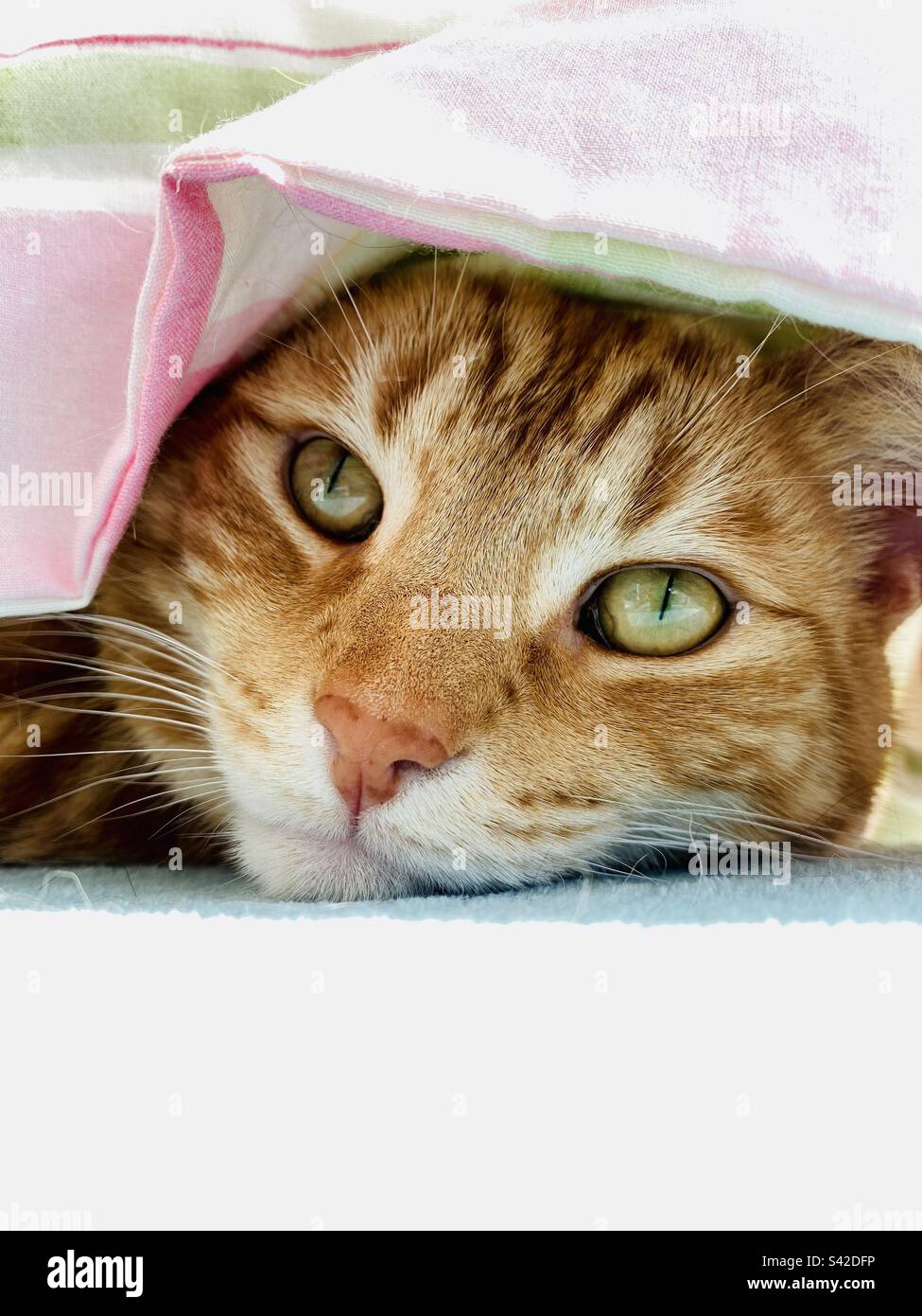 Ginger tabby cat having a duvet day Stock Photo