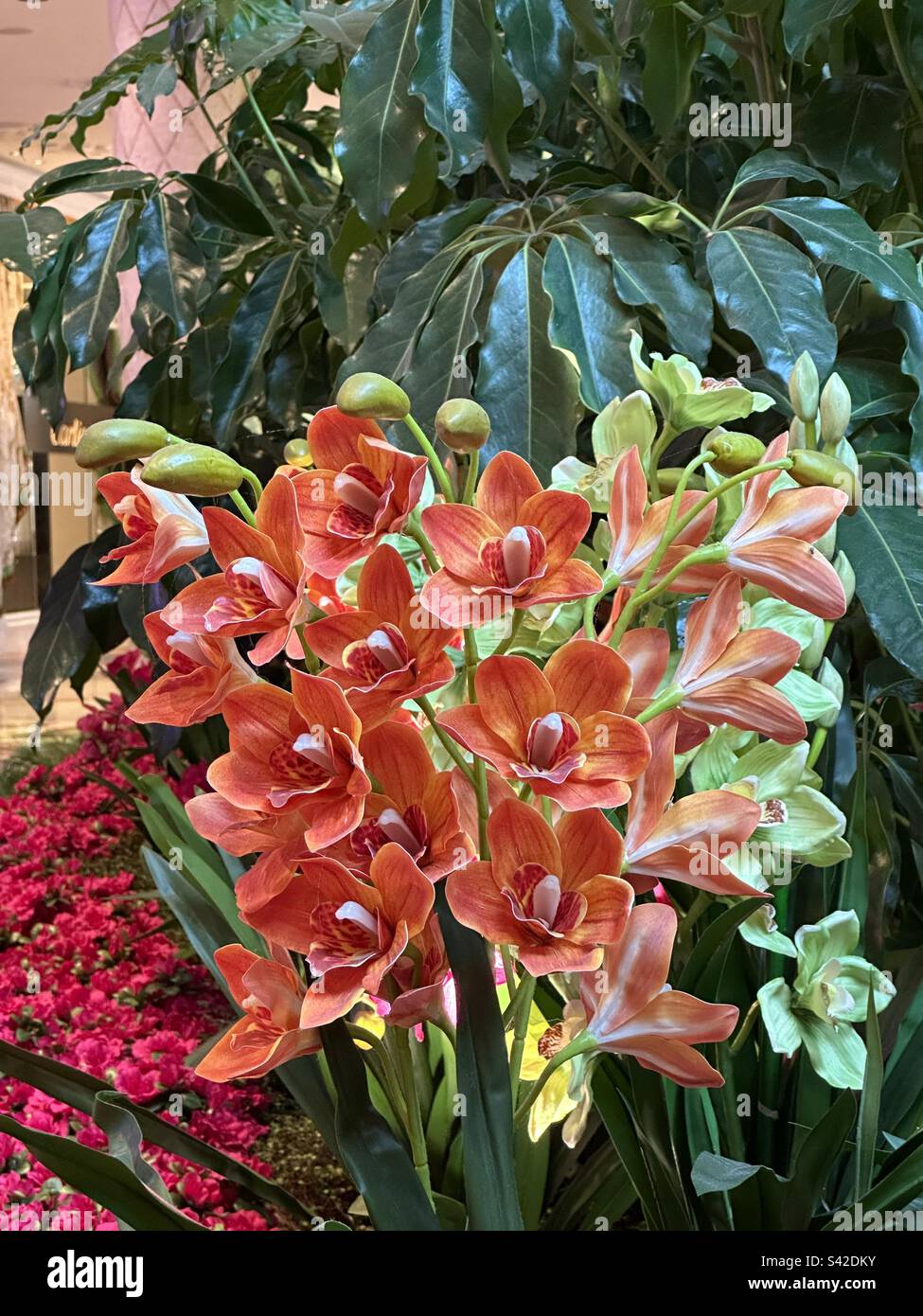 Tropical garden area with orange orchids and various flowers and plants - Smartphone Captured Stock Image