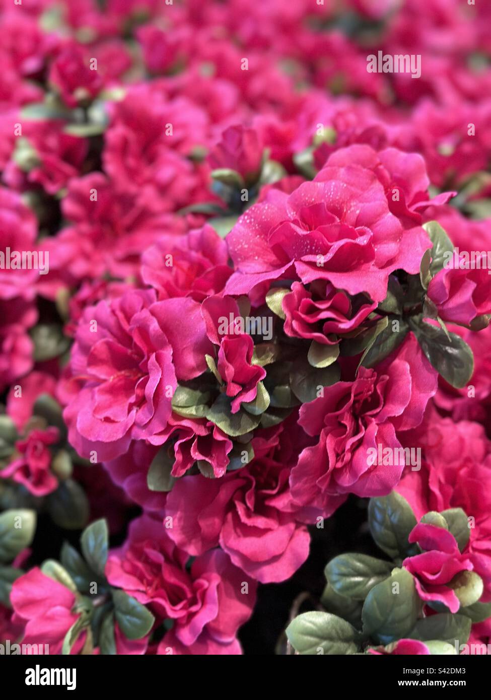 Full back of pink rhododendron flowers - Smartphone Captured Stock Image
