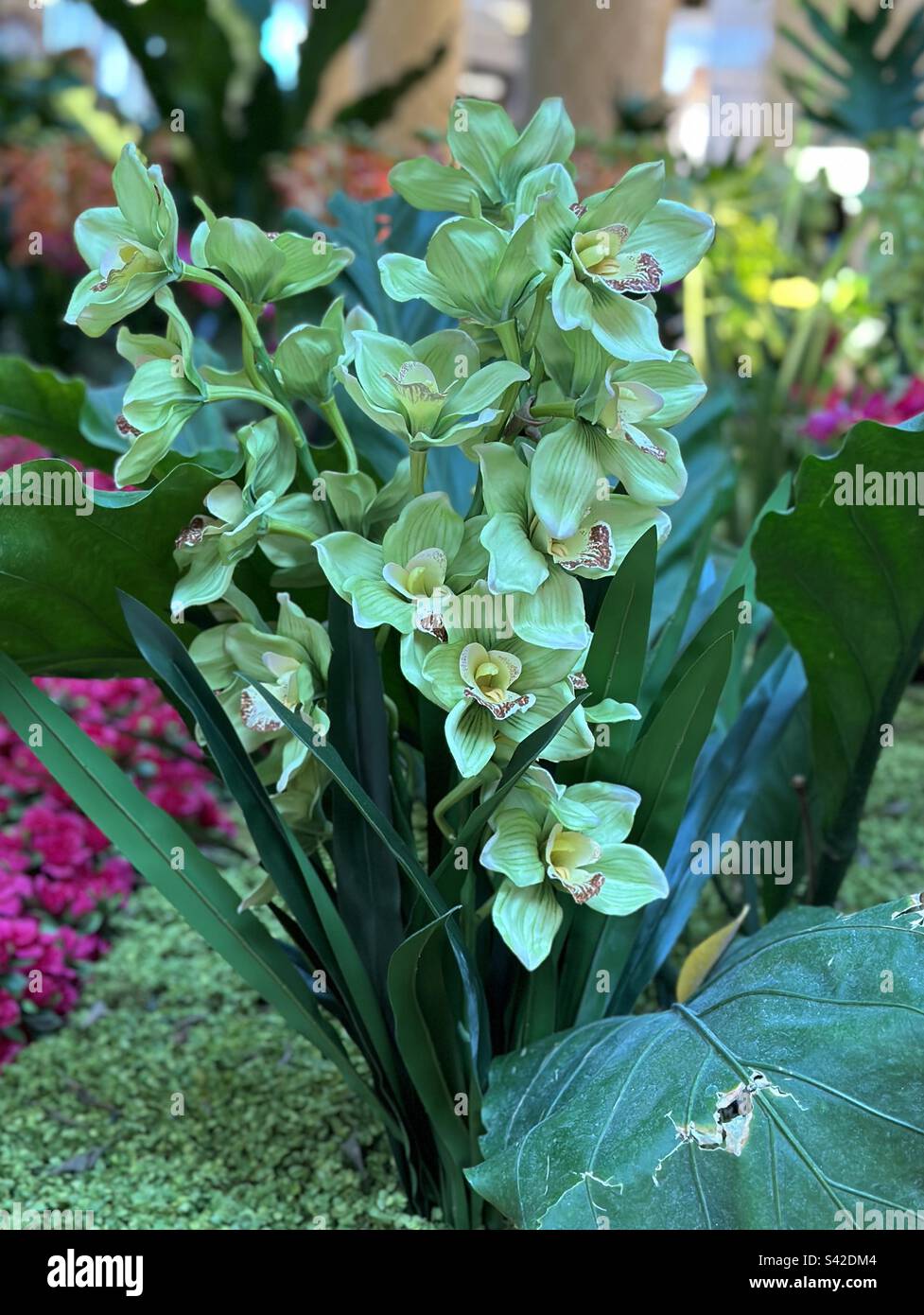 Green orchids growing in a garden area - Smartphone Captured Stock Image