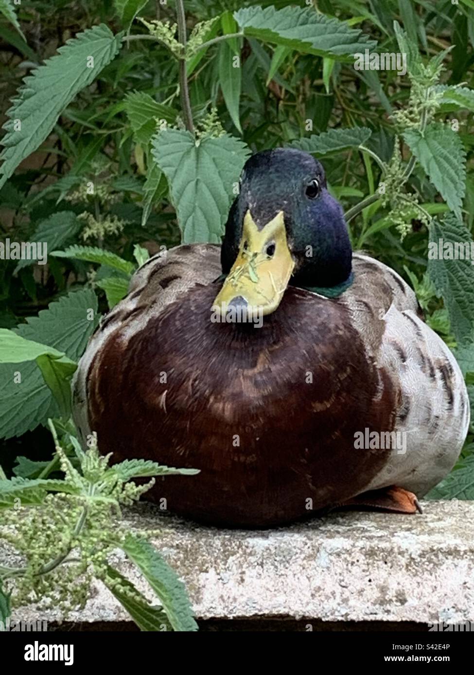 Mallard chilling on the garden wall - Smartphone Captured Stock Image
