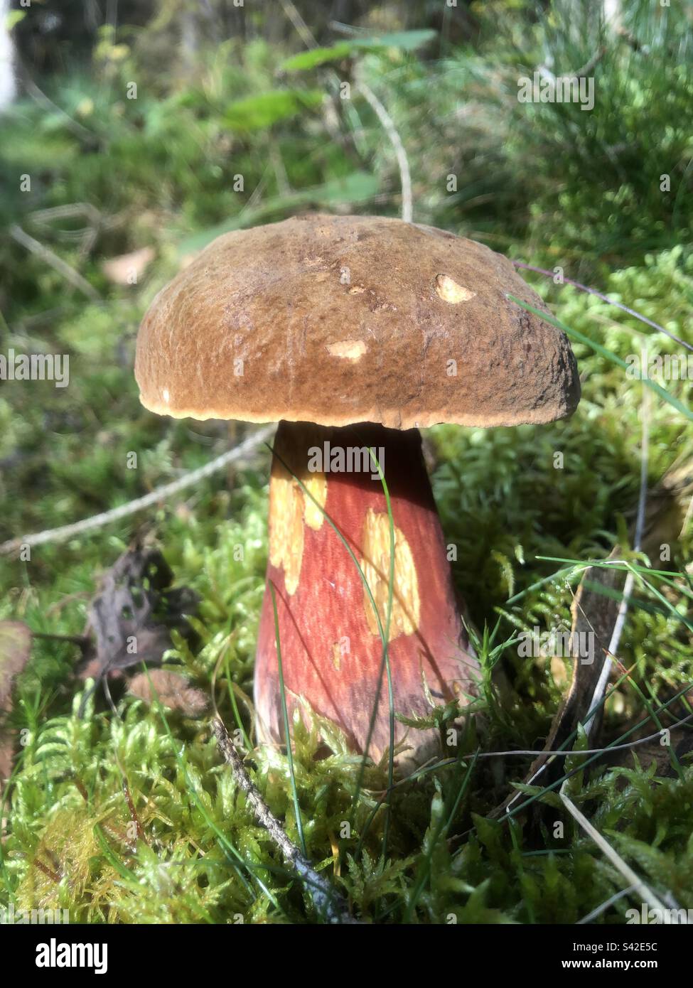 Mushroom (boletus erythropus) in free nature Stock Photo