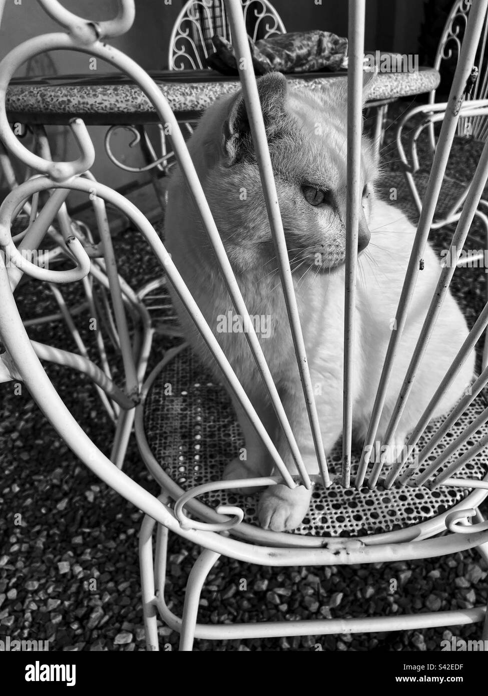 Black and white photo of my cat in the garden. 8-03-2023 in Catral, Spain - Smartphone Captured Stock Image