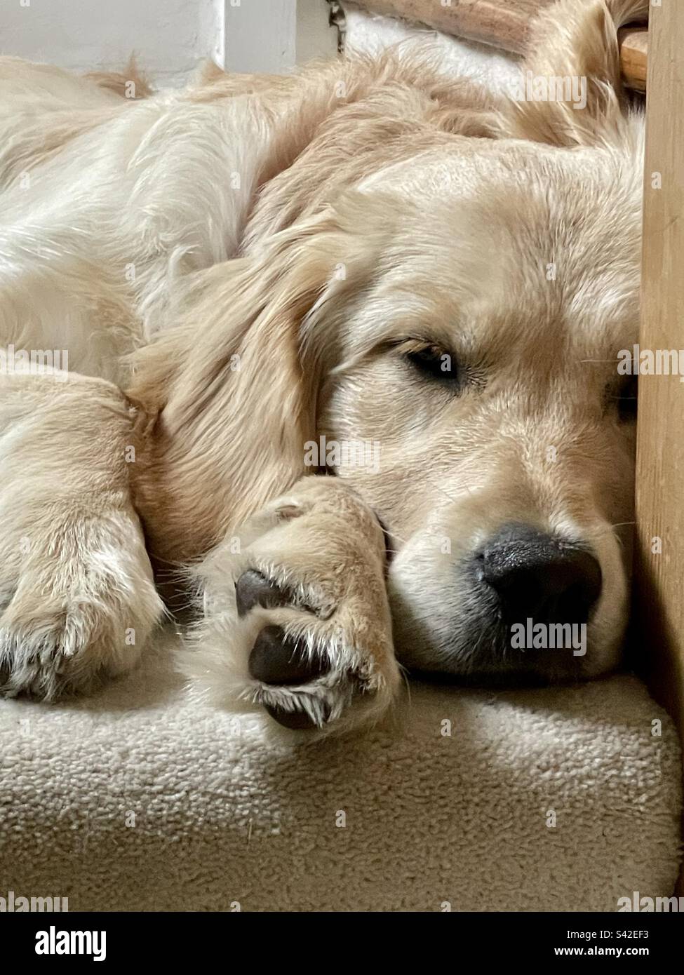 Golden Retriever Puppy Sleeping Stock Photo