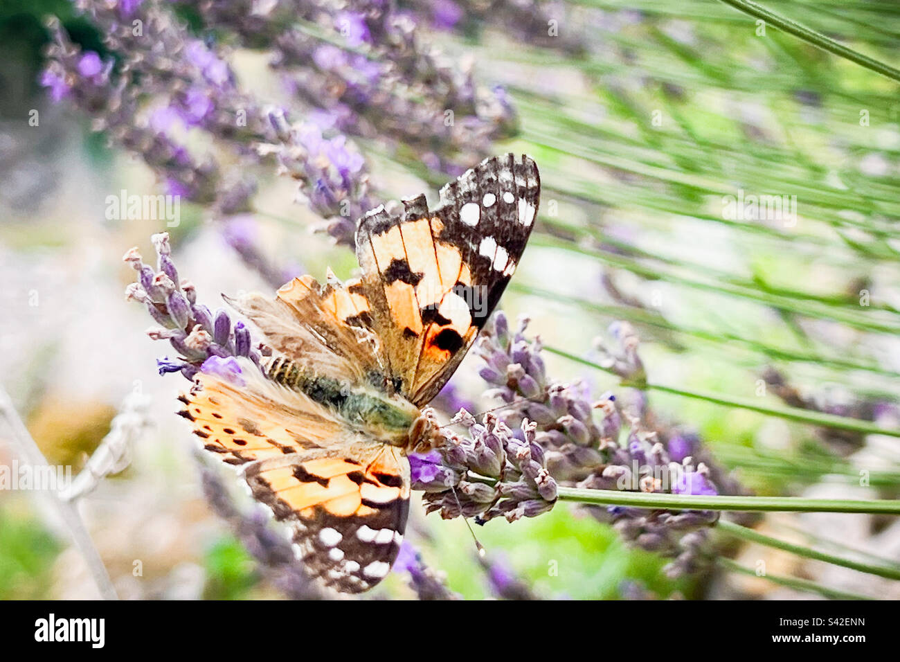 Butterflies love lavender too Stock Photo