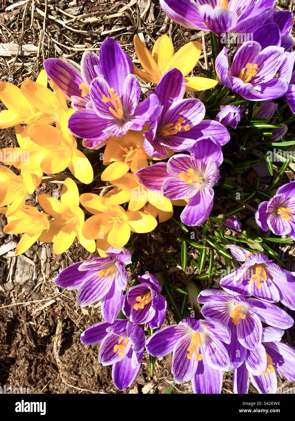 Yellow and Purple Crocus flowers blooming in spring - Smartphone Captured Stock Image
