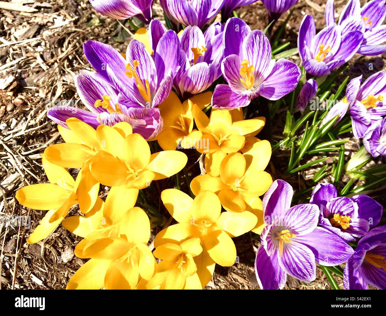 Springtime yellow and purple Crocus blooms - Smartphone Captured Stock Image