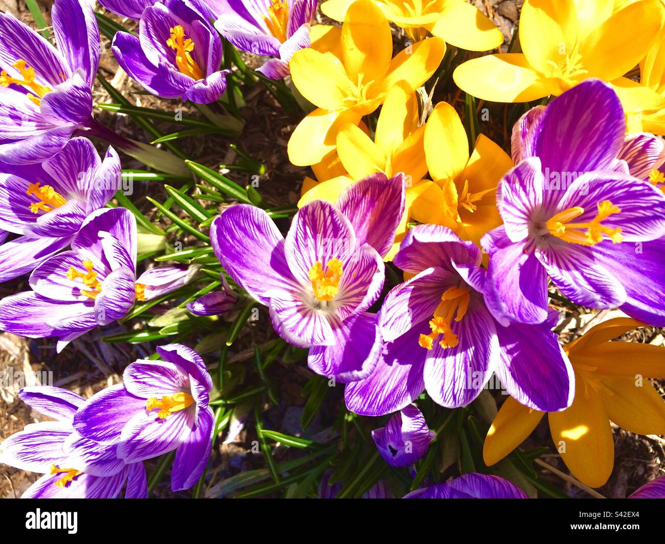 Yellow and purple Crocus flowers - Smartphone Captured Stock Image