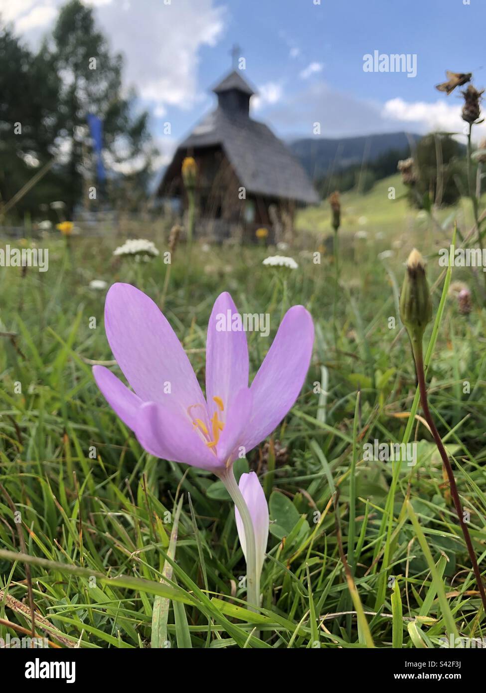 Colchicum autumnale (Herbstzeitlose) next to chapel on pokljuka-plateau (Triglav, Slovenia) Stock Photo
