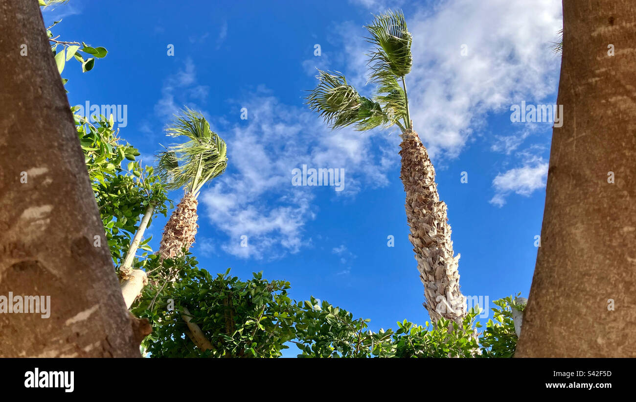 Windy day in Catral,Spain on the 9th of Marz 2023 with palmtrees and blue sky with white clouds