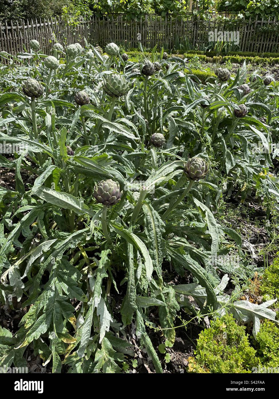 Artichokes growing in a garden in France Stock Photo Alamy