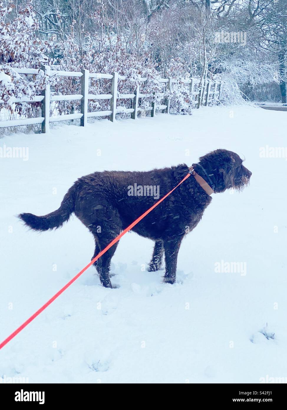 Labradoodle dog walk in the snow, Hampshire, England, United Kingdom - Smartphone Captured Stock Image