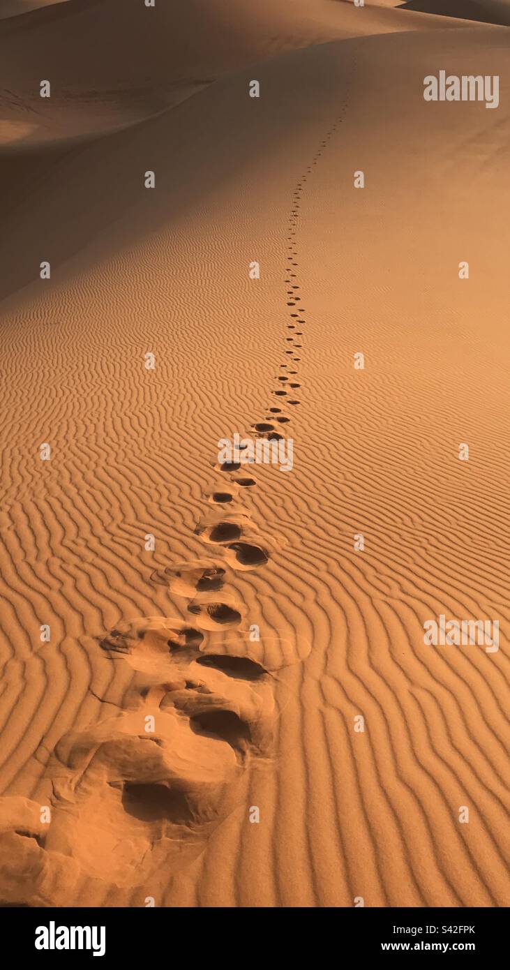 Footprints in the desert Stock Photo Alamy