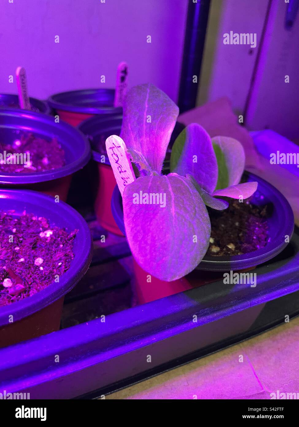 Early seed starting hi-res stock photography and images - Alamy