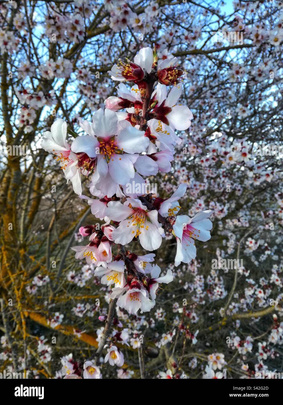 Almond Tree in blossom Stock Photo Alamy
