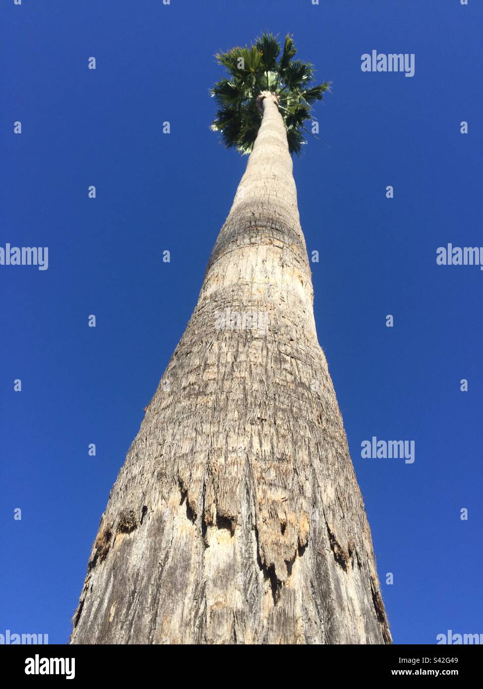 Huge Palm Tree In California USA Stock Photo Alamy