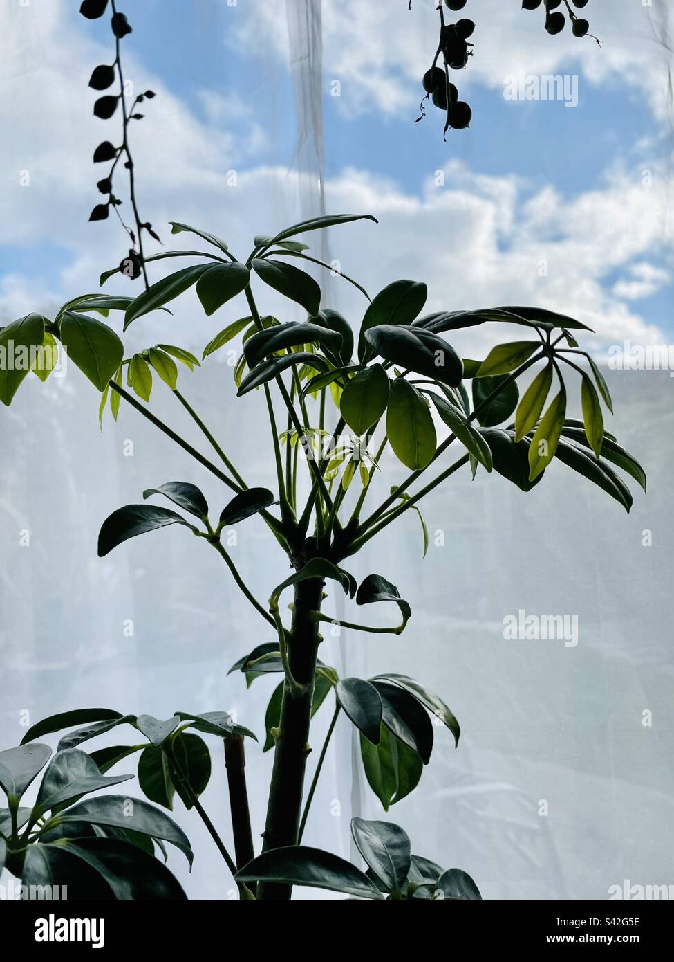 Umbrella Plant on a growth spurt many clusters of new leaves growing from the top. A String of