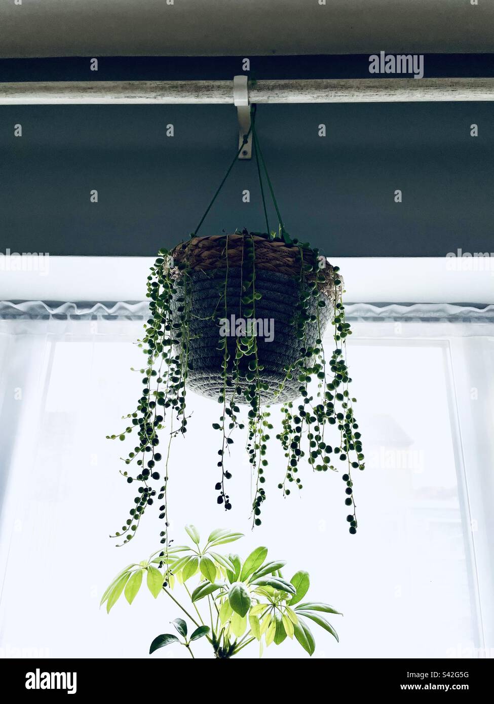 String of Pearls plant hanging above an Umbrella Tree plant in a south facing sunny window Stock